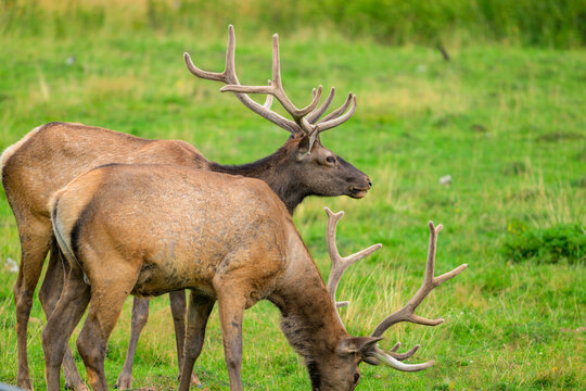 Two elk stand in a vibrant green meadow. One grazes low, head bent toward the grass. Another stands nearby, facing right with large antlers. The scene is peaceful, bathed in natural daylight