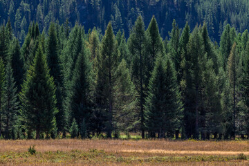 Close up view of wild larch forest trees growing at the foot of hills in Samakha steppe valley. Coniferous Siberian taiga pine woodland background, Altai mountains, Russia © prambuwesas