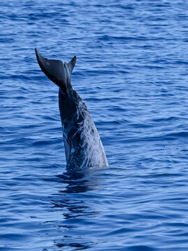 Risso's dolphin performing a tail stand at the surface of the Mediterranean Sea