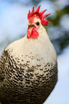 A proud braekel chicken with a vibrant red comb and wattles, showcasing striking black and white barred plumage. Its watchful gaze and detailed feathers capture the essence of farm life