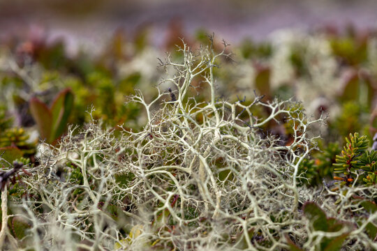 Close up view of alectoria ochroleuca lichen thallus blooming in arctic tundra. Macro texture of pale ochre mossy forest ground near Kolvitsa lake, Kola Peninsula, Murmansk region, Russia