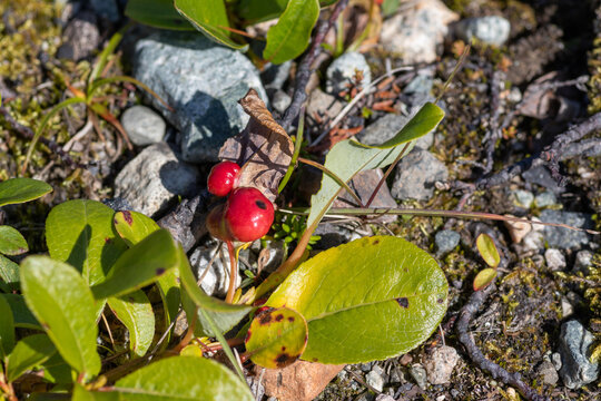 Red willow galls caused by Pontania sawfly larvae parasite on Salix arctica leaf close up, wild arctic plant disease in tundra near Provideniya Bay airport area, Chukotka, Russia