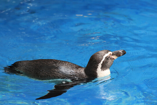 Humboldt Penguin Swimming in Clear Blue Water, Wild Humboldt Penguin Floating on Blue Water, Humboldt Penguin in Blue Ocean Environment