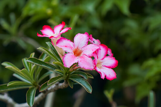 Desert Rose Flowers In Tropical Garden