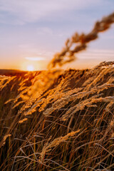 Fototapeta premium Close-up of golden grass seed heads at sunset