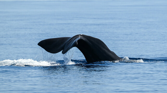 Sperm whale raising its tail fluke before a deep dive in the Mediterranean Sea