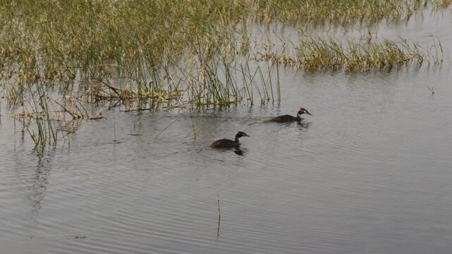 Pair of Great Crested Grebes Swimming in a Wetland Marsh. Two Great Crested Grebes (Podiceps cristatus) Foraging in a Reed Bordered Lake. Wild Waterbirds Swimming Past Marsh Vegetation on a Calm Pond.