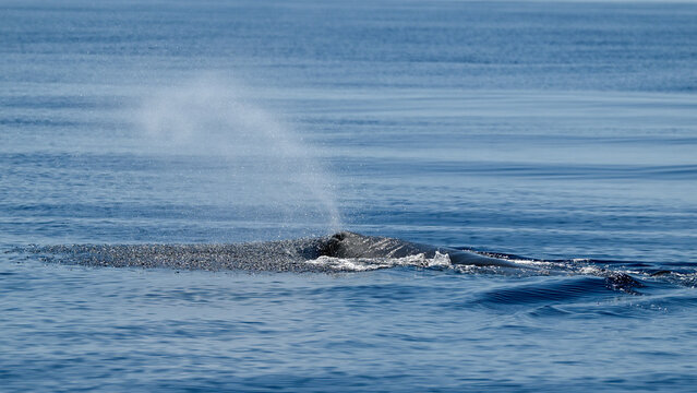 Sperm whale breathing and blowing at the surface of the Mediterranean Sea