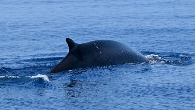 Fin whale surfacing in the Mediterranean Sea