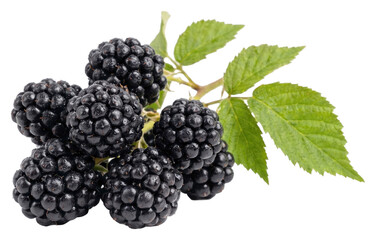 Fresh Ripe Blackberries with Green Leaves © Baja