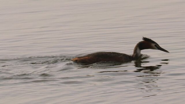 Great Crested Grebe Swimming Through Reeds in Calm Lake Water. Close Up of Adult Podiceps Cristatus Water Bird Navigating Marshland. Wild Great Crested Grebe Foraging with Aquatic Vegetation in Bill.