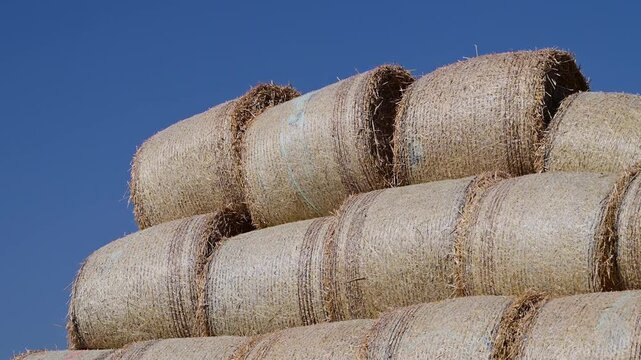 A close-up view of golden round hay bales neatly stacked together against a vibrant, clear blue sky.