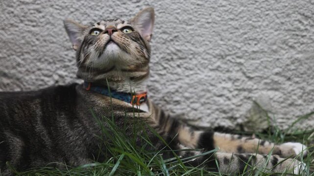 Domestic tabby cat relaxing peacefully inside cozy Chilean home during daylight Chile