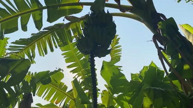 A large bunch of bananas hangs from a tropical tree above a flowering stalk.