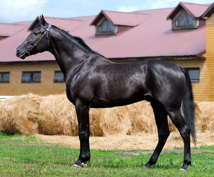 Horse. A thoroughbred black horse of the Oryol Trotter breed. Harness racing. Trotting horse race. Side view. In full growth