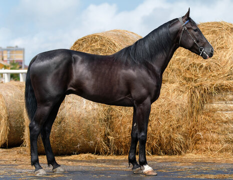 Horse. A thoroughbred black horse of the Oryol Trotter breed. Harness racing. Trotting horse race. Side view. In full growth