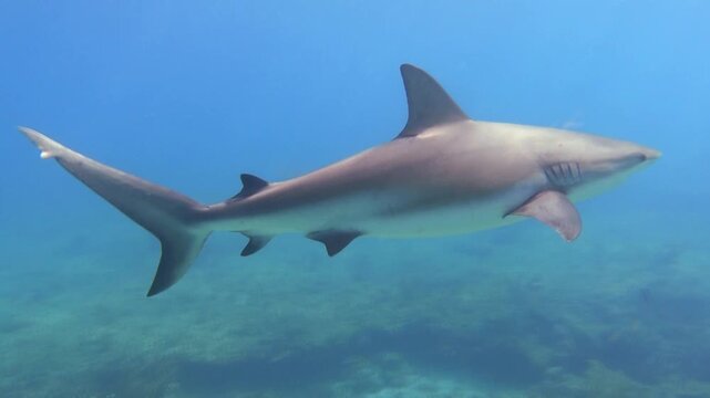 Swimming with a Caribbbean Reef Shark in Bahamas