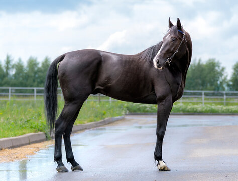 Horse. A thoroughbred black horse of the Oryol Trotter breed. Harness racing. Trotting horse race. Side view. In full growth