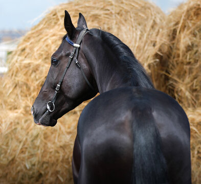 Horse. Portrait. The head of a black horse. Close-up. A thoroughbred horse of the Oryol Trotter breed. Harness racing. Trotting horse race. Side view