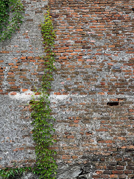 Green Climbing Vine Growing on Weathered Brick Wall