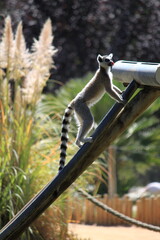 Naklejka premium Ring-tailed Lemur Climbing Wooden Structure in Outdoor Safari Park, Lemur Catta Standing on Feeder Pole in Sunlight