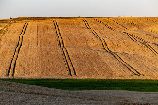 Tornby Bjerg, Denmark A pastoral green and hilly  landscape of wheat fields at sunrise
