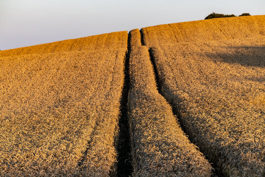 Tornby Bjerg, Denmark A pastoral green and hilly  landscape of wheat fields at sunrise