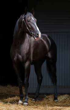 Horse. A thoroughbred black horse of the Oryol Trotter breed. Harness racing. Trotting horse race. Side view. In full growth. Black background