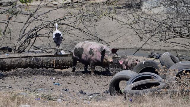 A large mud-covered pig and a small piglet walk through a muddy farm enclosure while two white storks stand nearby, with a pile of discarded tires in the foreground.