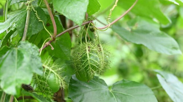 Macro shot of green Rambusa fruit. Rambusa is often referred to as a small passion fruit or by the scientific name Passiflora foetida
