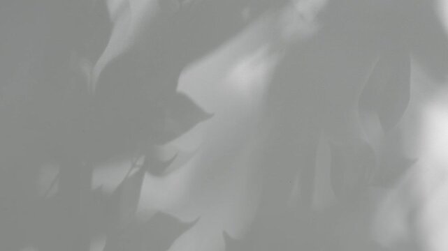 Footage of the studio interior wall: shadows moving of leaves rustling in the sunlight cast upon the white exterior wall, creating natural shadows against a white background. Summer concept.