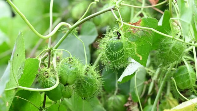 Macro shot of green Rambusa fruit. Rambusa is often referred to as a small passion fruit or by the scientific name Passiflora foetida