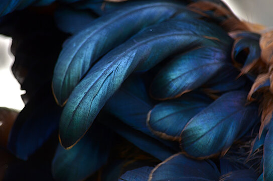 blue plumes bleues majestueuses 