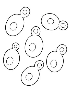 Budding yeast cells reproduction line art microbiology drawing