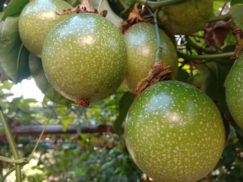 Close up footage of green passion fruit (Passiflora edulis) growing on a vine in an orchard. Ideal for organic farming, tropical agriculture, and healthy nutrition content.