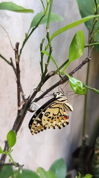 A beautiful yellow swallowtail butterfly resting on a citrus tree branch. The butterfly opens its wings and excretes fluid. High-quality nature footage capturing unique insect behavior.