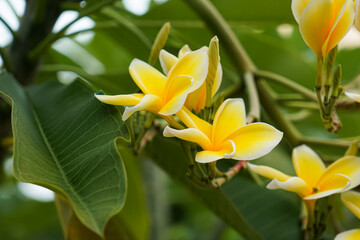 Fototapeta premium Yellow Plumeria Flowers In Tropical Garden