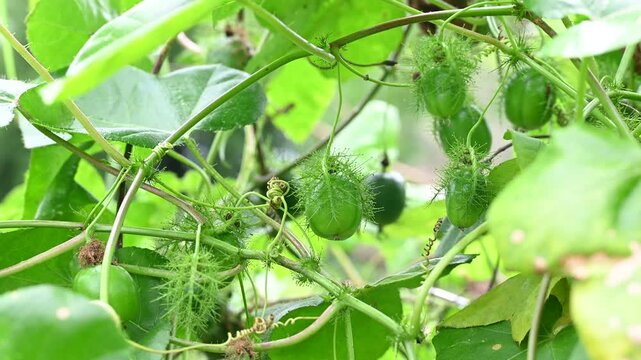 Macro shot of green Rambusa fruit. Rambusa is often referred to as a small passion fruit or by the scientific name Passiflora foetida