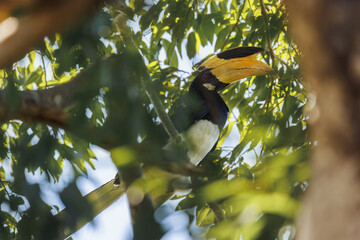 Oriental Pied Hornbill In Lush Forest Canopy Portrait © Buyanskyy Production