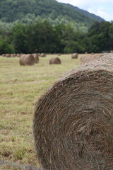 large round hay bales in a farm field © Mariia