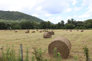 large round hay bales in a farm field © Mariia