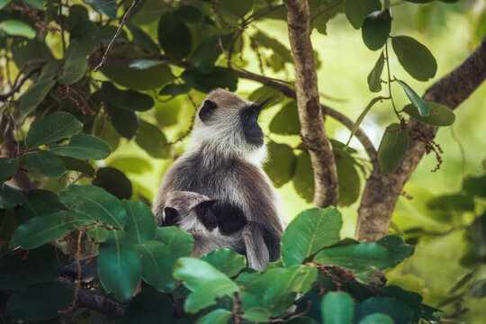 Gray Langur Monkey with Baby Resting in Tropical Tree Canopy