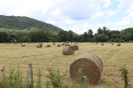 large round hay bales in a farm field
