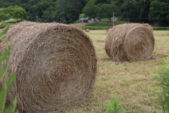 large round hay bales in a farm field