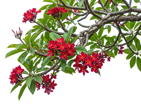 foreground red flowers on a transparent background