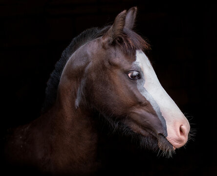 Horse. Welsh pony. Portrait, head. Close-up. Heterochromia horse. Equestrian sports. little horse. Black background