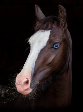 Horse. Welsh pony. Portrait, head. Close-up. Heterochromia horse. Equestrian sports. little horse. Black background