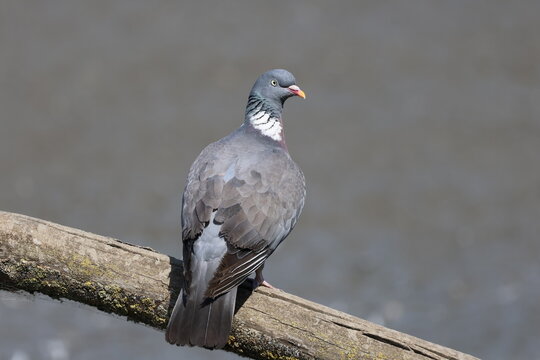 the common wood pigeon (Columba palumbus) UK wild birds in summer