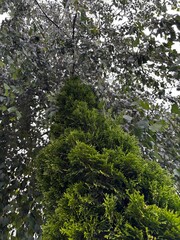 Fototapeta premium trees in the forest