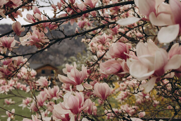 Pink magnolia blossoms with alpine mountains in the background © Daria Сhu